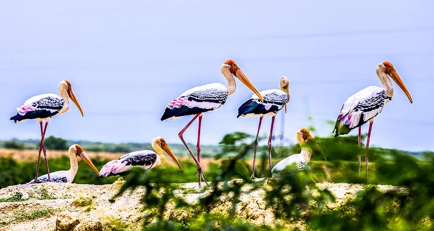Bird Sanctuary – Wildlife – Porbandar, Gujarat